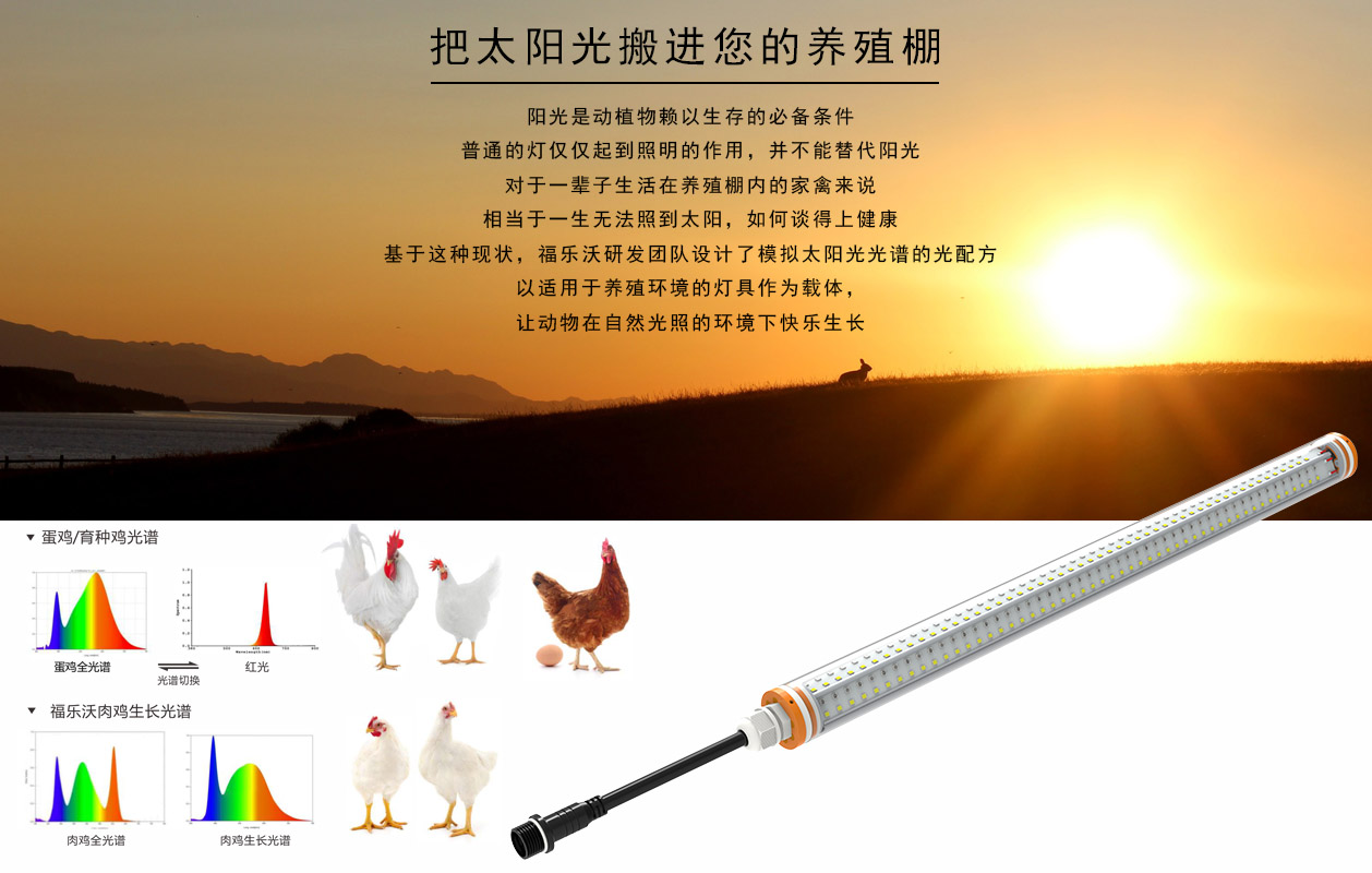 T12详情-1.jpg