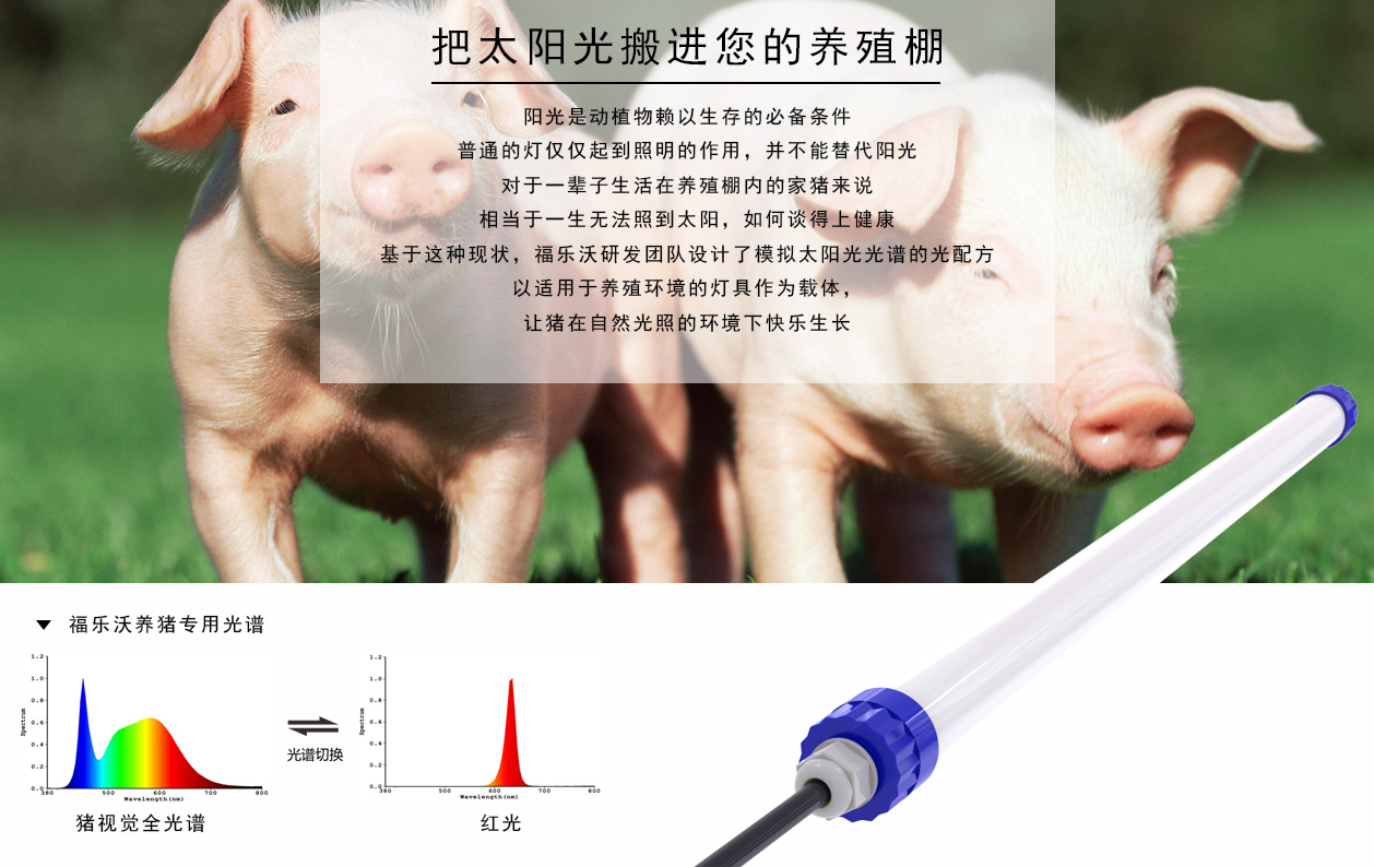 T10（养猪）详情-1.jpg
